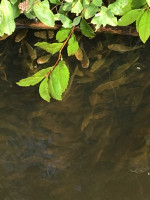 IMG_0690-v